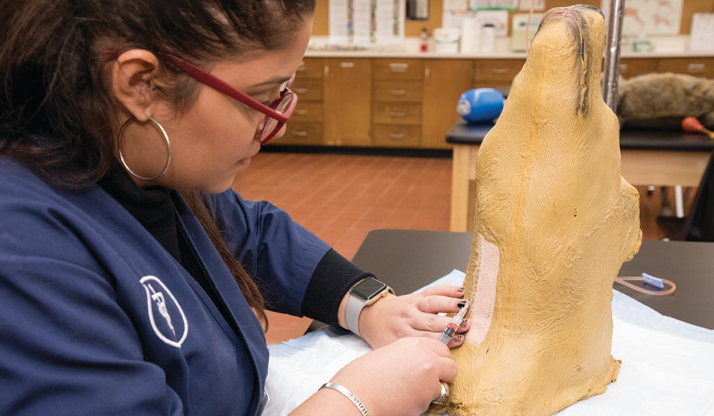 a student practicing venipuncture on an animal model