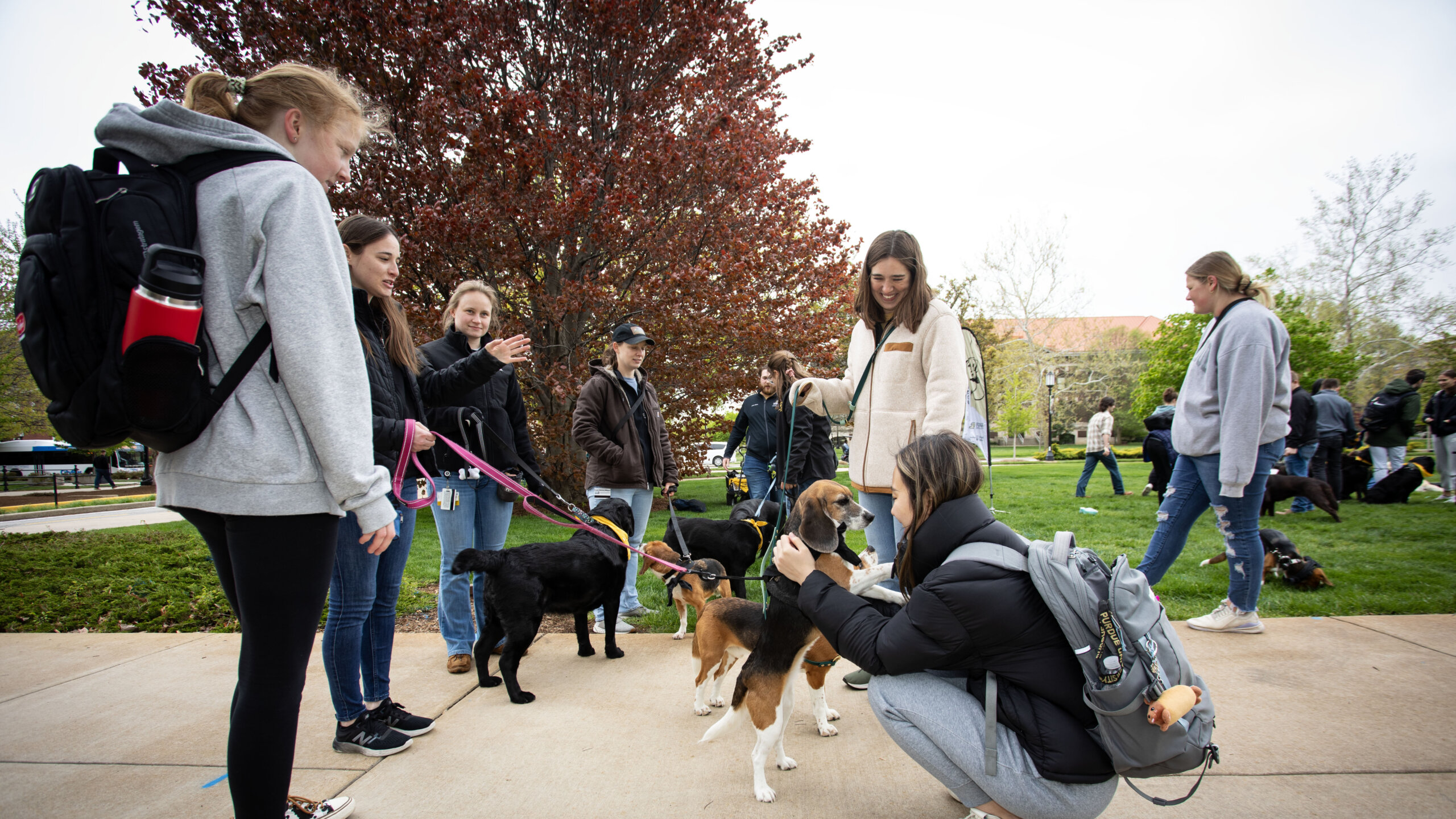 During the annual Purdue Day of Giving in April, the popular “Pet-a-Pup” event on the Purdue Memorial Mall featured the College of Veterinary Medicine’s Canine Educators and their care team.